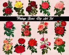 Vintage Rose drawing