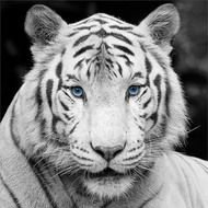 nice White Tiger With Blue Eyes