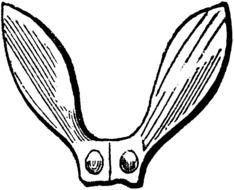 Seed Flourish drawing