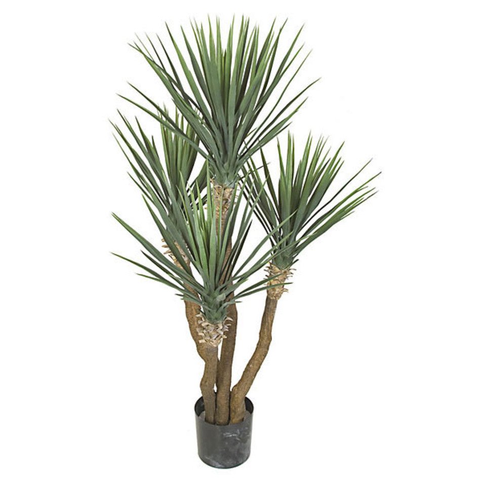 Indoor Yucca Plant