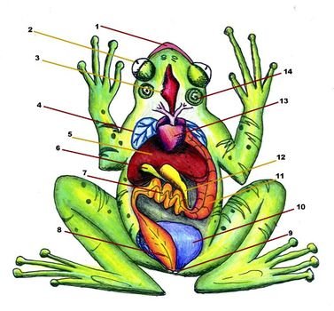 Labeled Frog Anatomy Diagram N2
