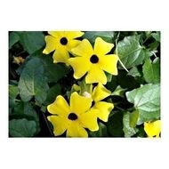 Tropical Flowering Vines Plants