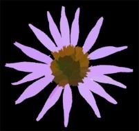 Echinacea Clr Bk Xcol R Clip Art