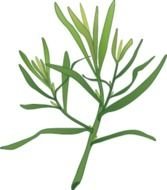 Spices Clip Art N6