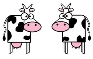 cartoon square cows