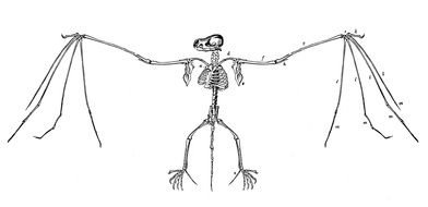 drawn Halloween skeleton
