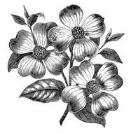 Vintage Black And White Flower drawing
