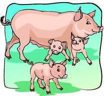Pig Clip Art N69