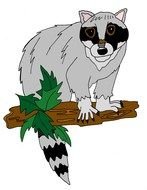 raccoon as a picture for clipart