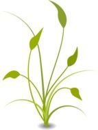 Free Nature drawing