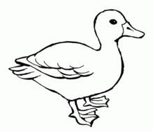 Duck Coloring Pages