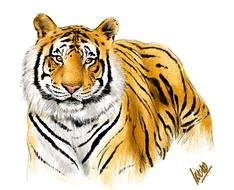 Drawing of Bengal Tiger