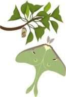 Papillon Lune By Presquesage Luna Moth Moon Night Butterfly