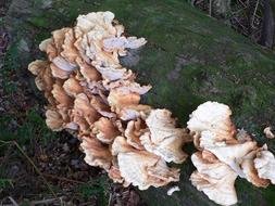 Tree Fungus, Laetiporus on fallen trunk