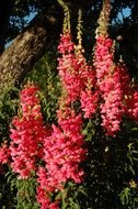 Pink Snapdragons Under drawing