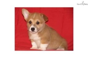 puppy on a red coverlet