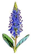 blue flower with green leaves on a white background