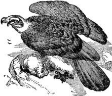 Vulture Clip Art N5