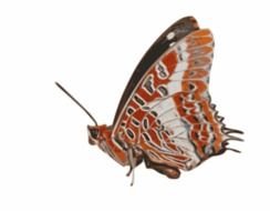 butterfly with a pattern on a white background