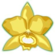 painted yellow orchid bud on a white background