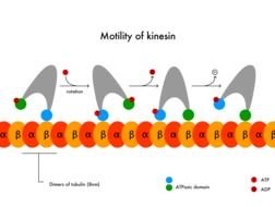 Kinesin Motor Protein drawing