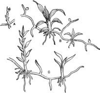 Moss Clip Art drawing
