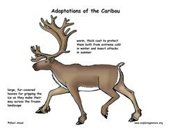 Arctic Tundra Animal Adaptations