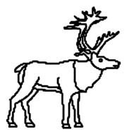 Caribou Drawing
