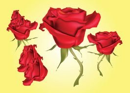 Red Rose Vector drawing