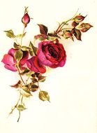 Ä°llustration of the Vintage Red Roses