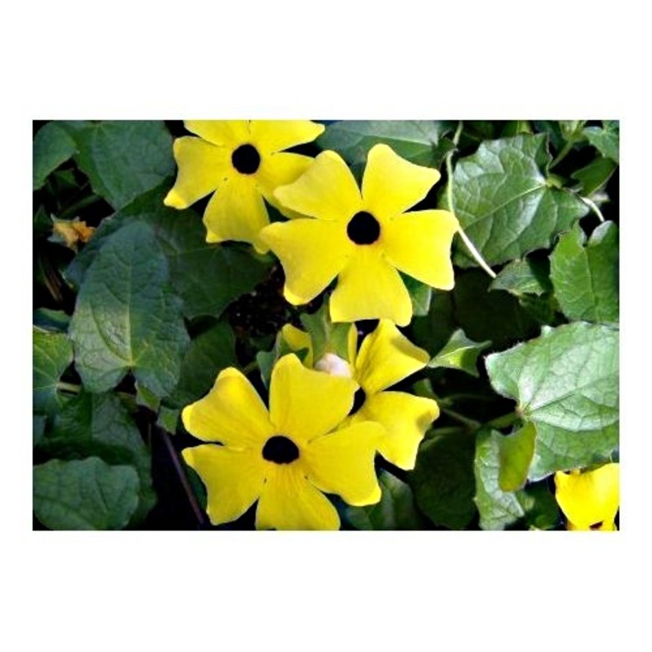 Tropical Flowering Vines Plants