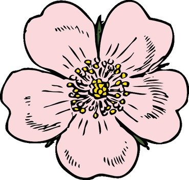 Rose Clip Art N30
