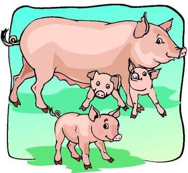 Pig Clip Art N69