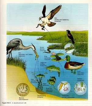 Pond Food Web