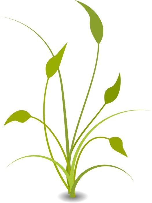 Free Nature drawing