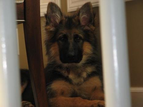 old german shepherd in the house