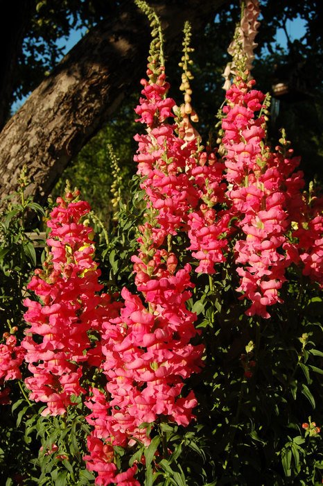 Pink Snapdragons Under drawing