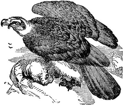 Vulture Clip Art N5