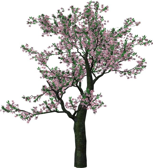 Flowering tree on a white background in photoshop free image download