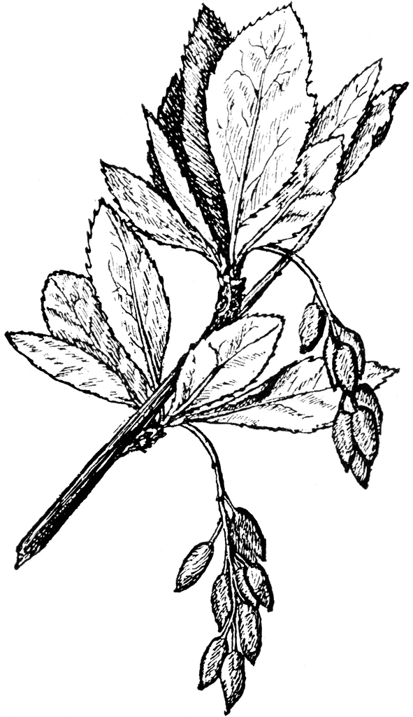 Drawn barberry branch free image download