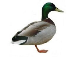 bird Duck Clip Art drawing