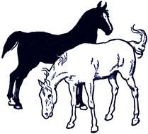 drawn black and white horses