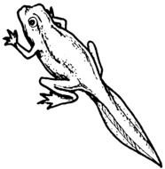 Tadpole With Legs Clip Art