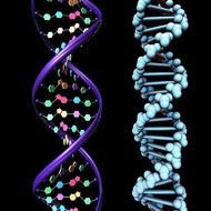3D DNA Model