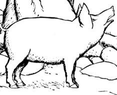 drawn pig