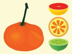 drawn citrus fruits