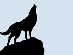silhouette of a howling wolf on a rock
