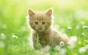 cute kitten in green grass