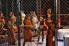 Circus Animal Cage drawing