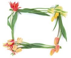 variety of tulips as a frame